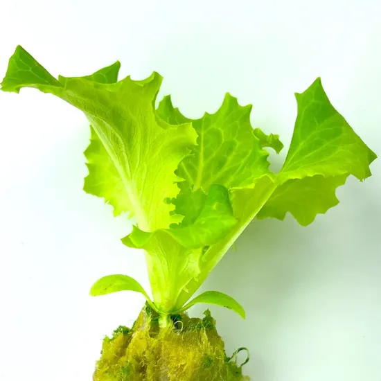 ロックウール 1.5 インチ ガーデン水耕栽培用成長キューブ