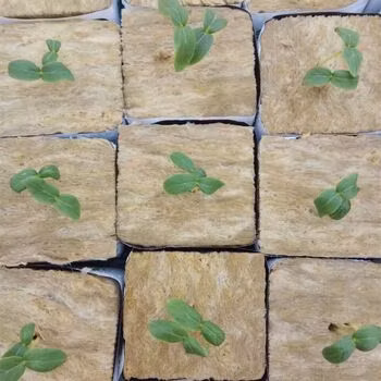 種子栽培用水耕栽培ロックウールキューブ